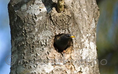 BB 05 0347 / Populus tremula / Osp <br /> Sturnus vulgaris / Stær